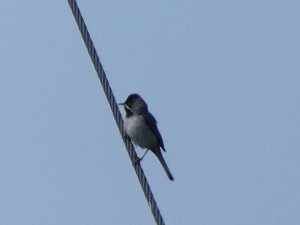 Rüppell's Warbler