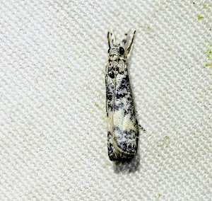 Grass-Veneer Moth