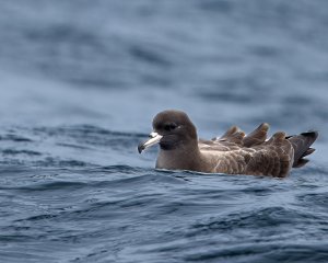 Flesh-footed Shearwater