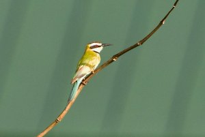 White Throated Bee-Eater