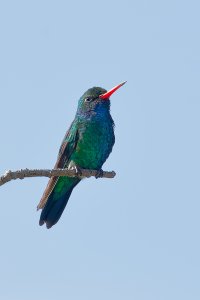 Broad-billed Hummingbird