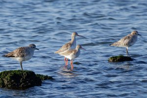 Spotted redshank , Common Redshank , Black-bellied Plover