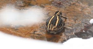 Looking back....Jack snipe