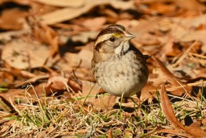 White Throated Sparrow