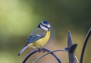 Blue Tit