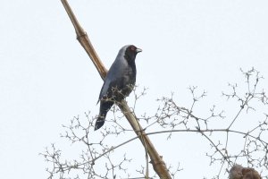 Grey Headed Nigrita