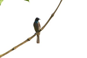 Blue Throated Brown Sunbird