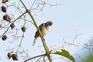 Blue Throated Brown Sunbird Female