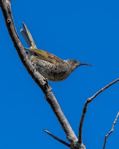 Barred Honeyeater 3367.jpg