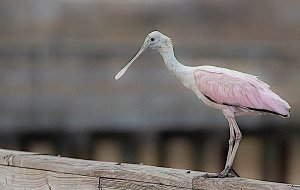 Roseate Spoonbill, 1st yr bird