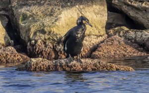 the haze of the cormorant resized.jpg