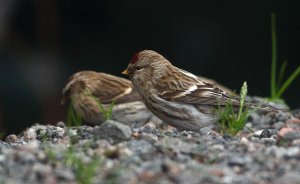 Common redpoll