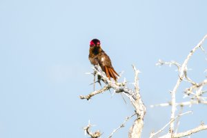 Ruby topaz hummingbird