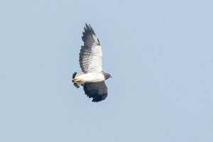 White tailed hawk