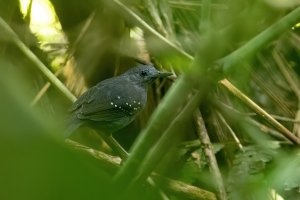 Humaita Antbird