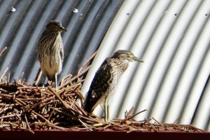 Nankeen Night Heron