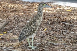 Nankeen night heron