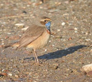 Bluethroat