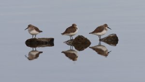 dunlins