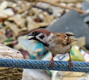 Eurasian Tree Sparrow