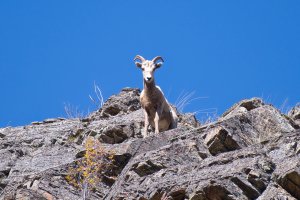 3396 - Montana Mountain Goat