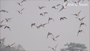 Lakescape-1K9 : Winter Waterfowl in flight : six species : Amazing wildlife of India by Renu Tewari and Alok Tewari