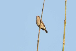 Wilsons Indigobird Female