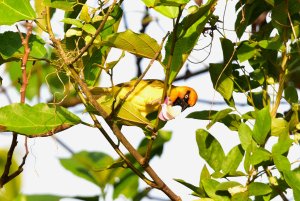 Olive Naped Weaver