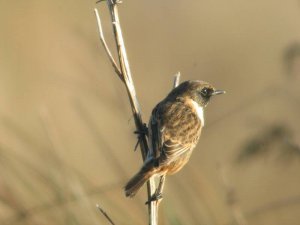 Stonechat