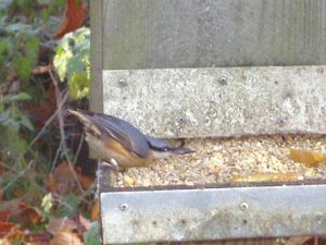 Nuthatch