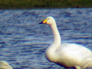 Whooper Swan