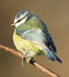 Blue Tit