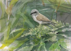 Red-backed Shrike