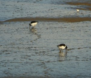 Oystercatchers feeding