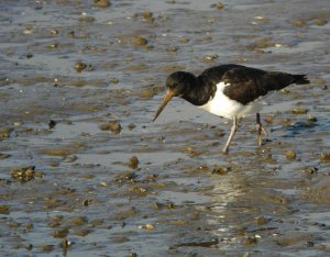 Oystercatcher II