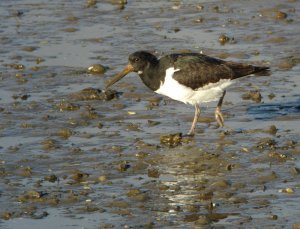 Oystercatcher III