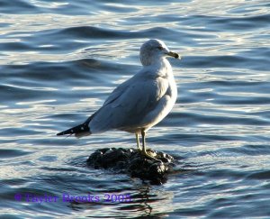 Ring-Billed Gull