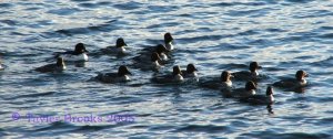 Common Goldeneye