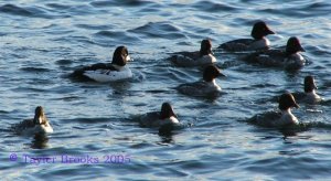 More Common Goldeneyes