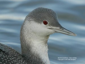 Red-throated Diver