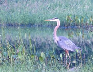 Great Blue Heron