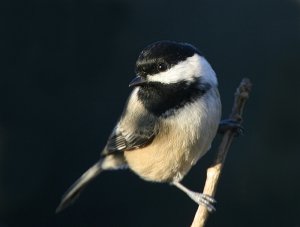 Black-capped Chickadee