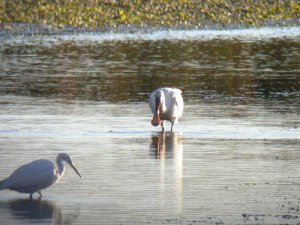 Eurasian Spoonbill