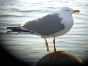 Yellow legged gull