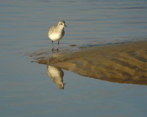 Plover and plover again!