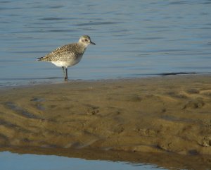 Knot a knot, it's a grey plover