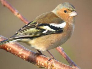 Chaffinch