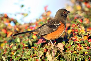 Spotted Towhee