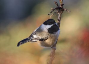 Black-capped Chickadee