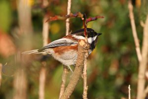 Chestnut-backed Chickadee